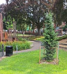 A tree in a park

AI-generated content may be incorrect.